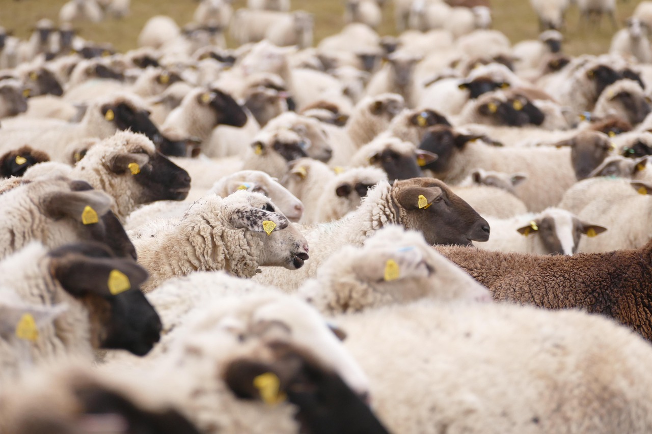 Sheeps, animals, mammals — Top Reasons to Play at Slots777