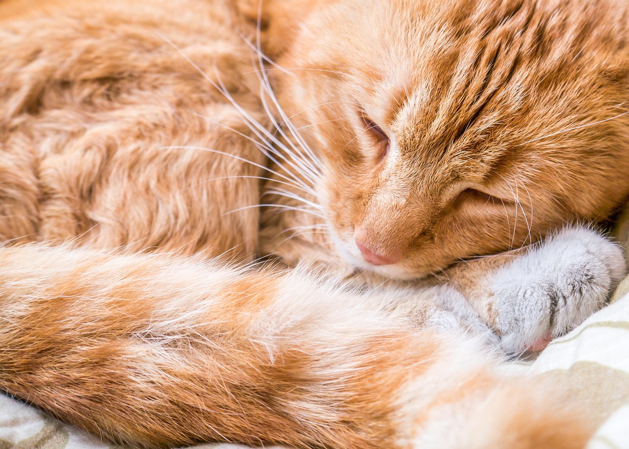 Cat, ginger, pet — Top Tips to Ensure a Dog-Safe Halloween