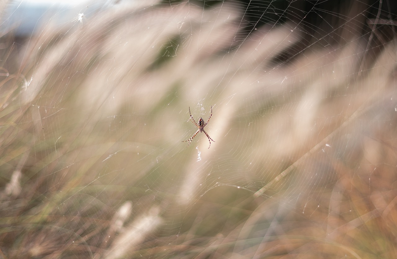 Spider, arachnid, spider web — Web Hosting For Businesses