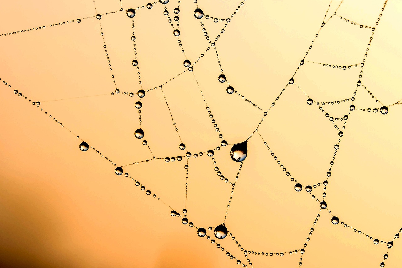 Cobweb, web, dew — What to Look While Choosing a Web Host